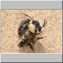 Andrena barbilabris - Sandbiene 03 Paarung.jpg